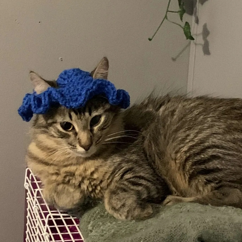 Crocheted cat hat!